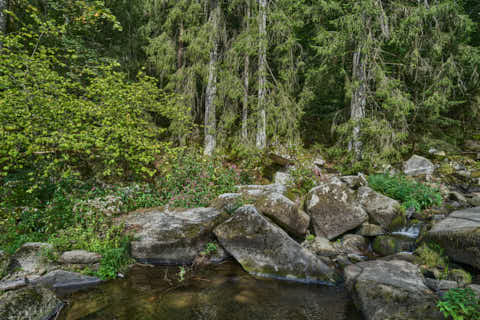 Gemeinde Waldkirchen Landkreis Freyung-Grafenau Saußbachklamm (Dirschl Johann) Deutschland FRG